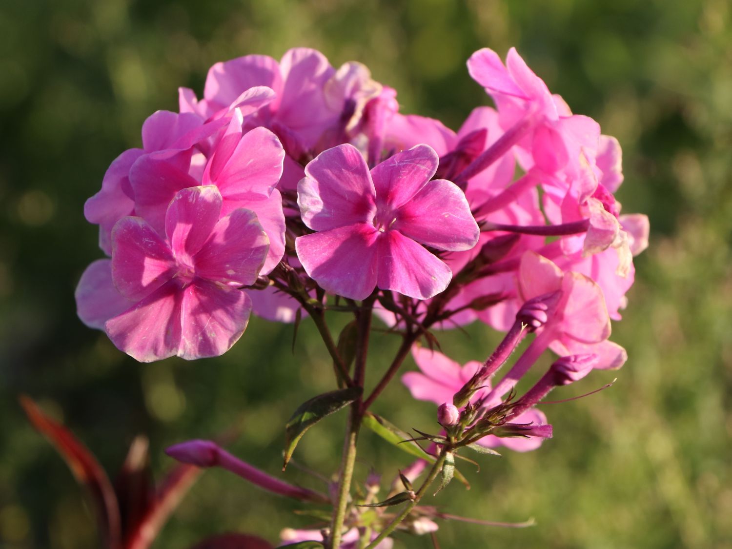 Großblättrige Flammenblume 'Winnetou' - Phlox amplifolia 'Winnetou'