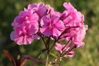 Großblättrige Flammenblume 'Winnetou' - Phlox amplifolia 'Winnetou'