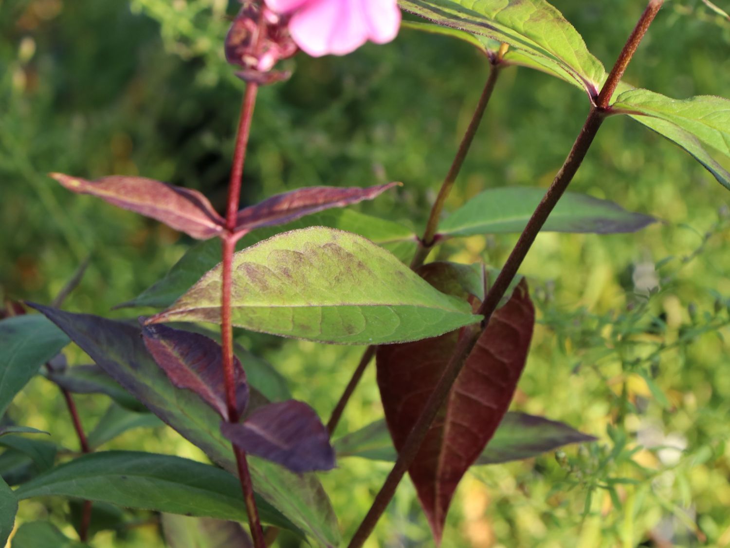 Großblättrige Flammenblume 'Winnetou' - Phlox amplifolia 'Winnetou'