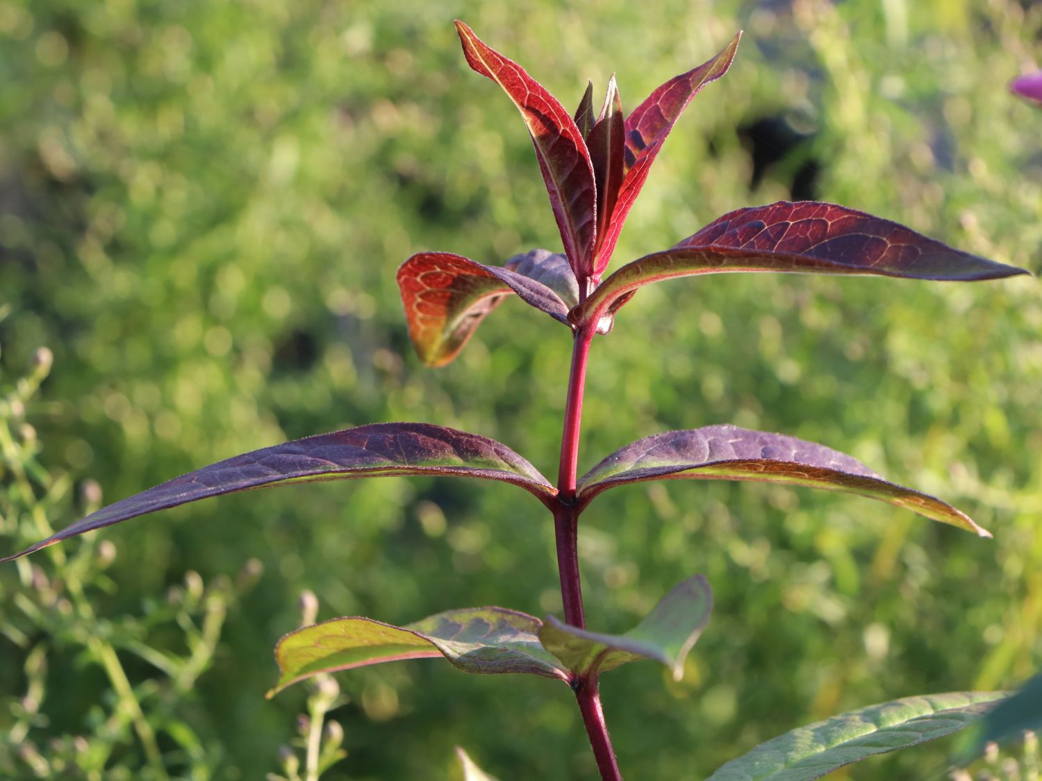 Großblättrige Flammenblume 'Winnetou' - Phlox amplifolia 'Winnetou'