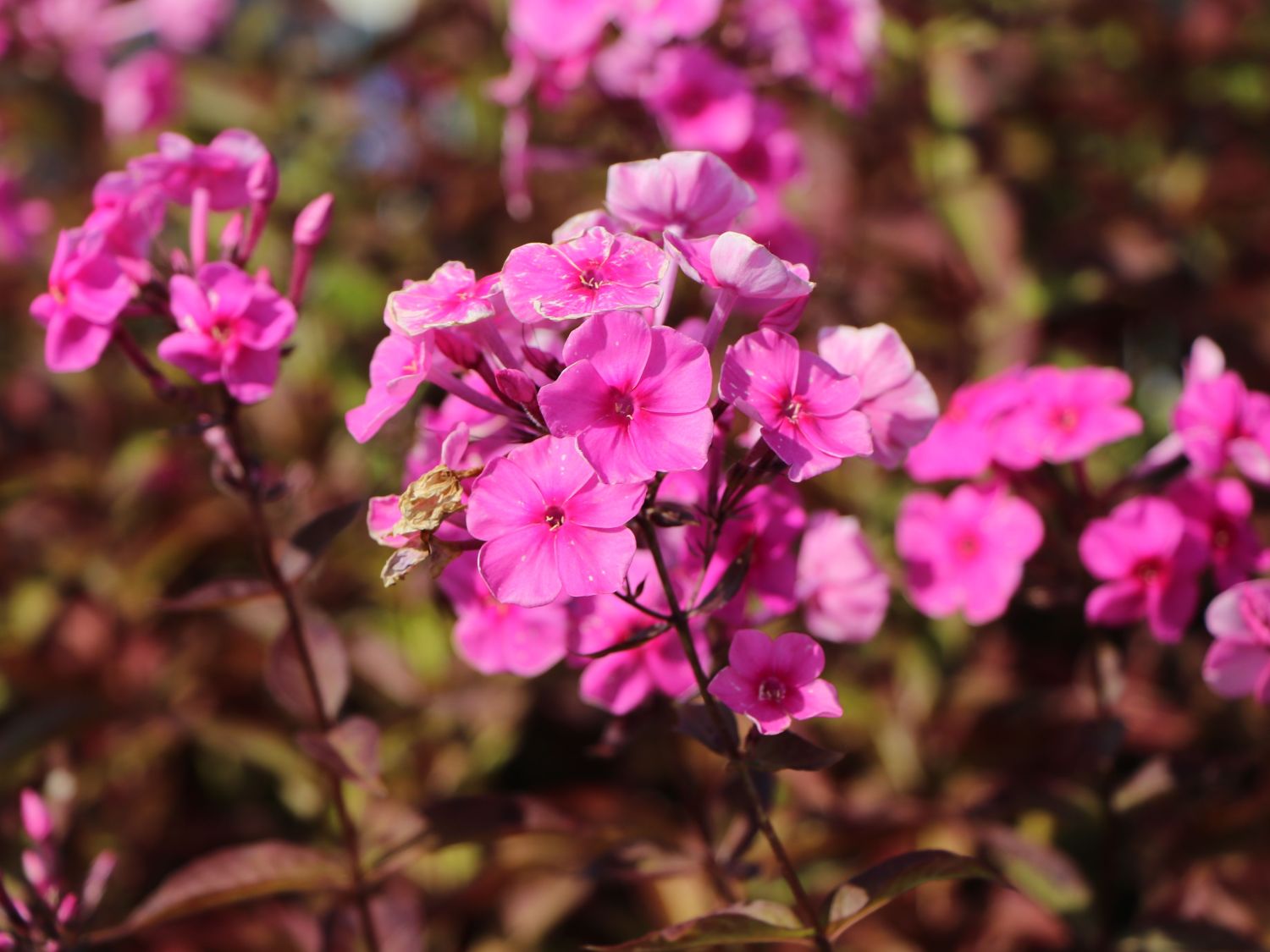 Großblättrige Flammenblume 'Winnetou' - Phlox amplifolia 'Winnetou'