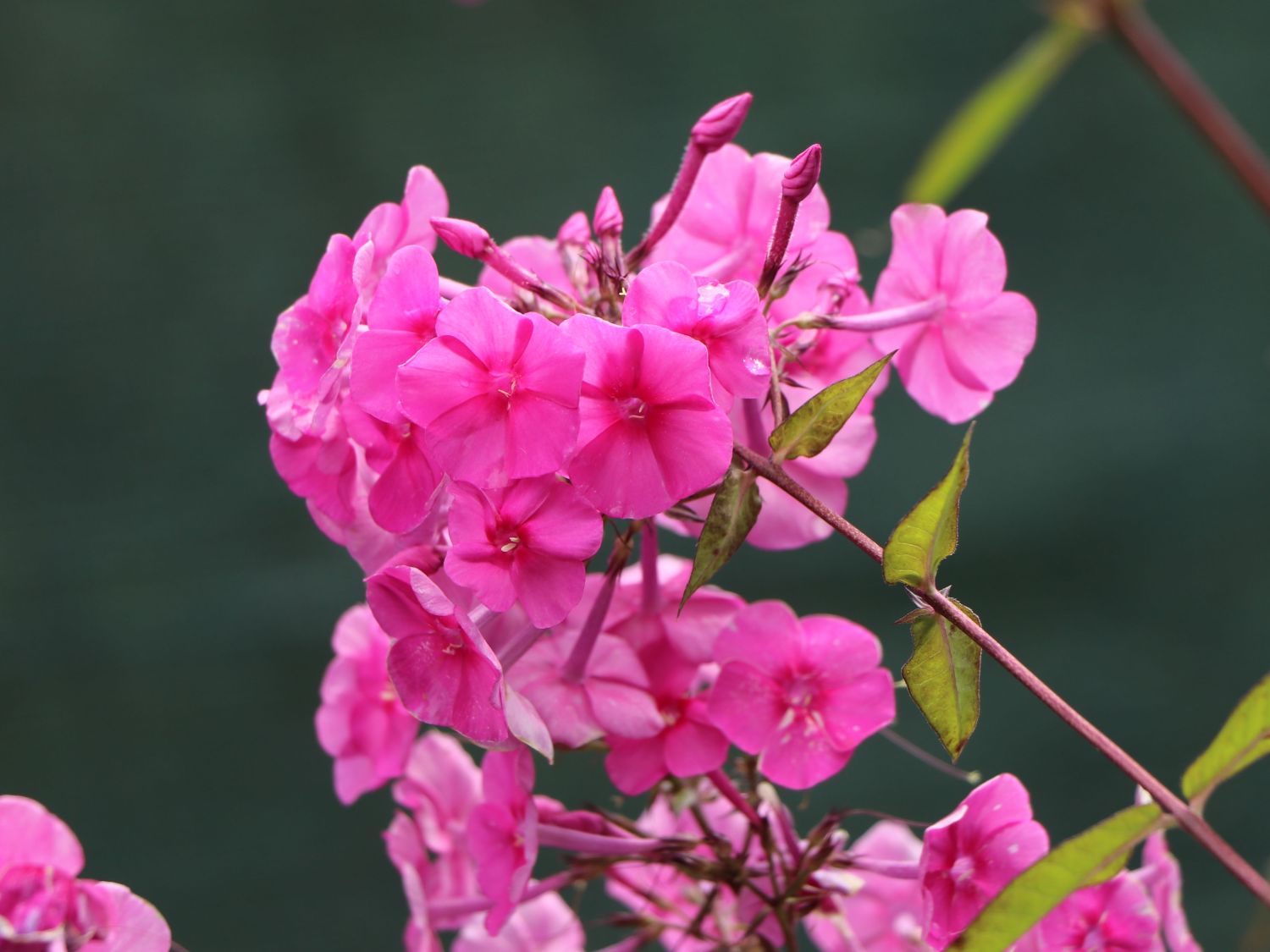 Großblättrige Flammenblume 'Winnetou' - Phlox amplifolia 'Winnetou'