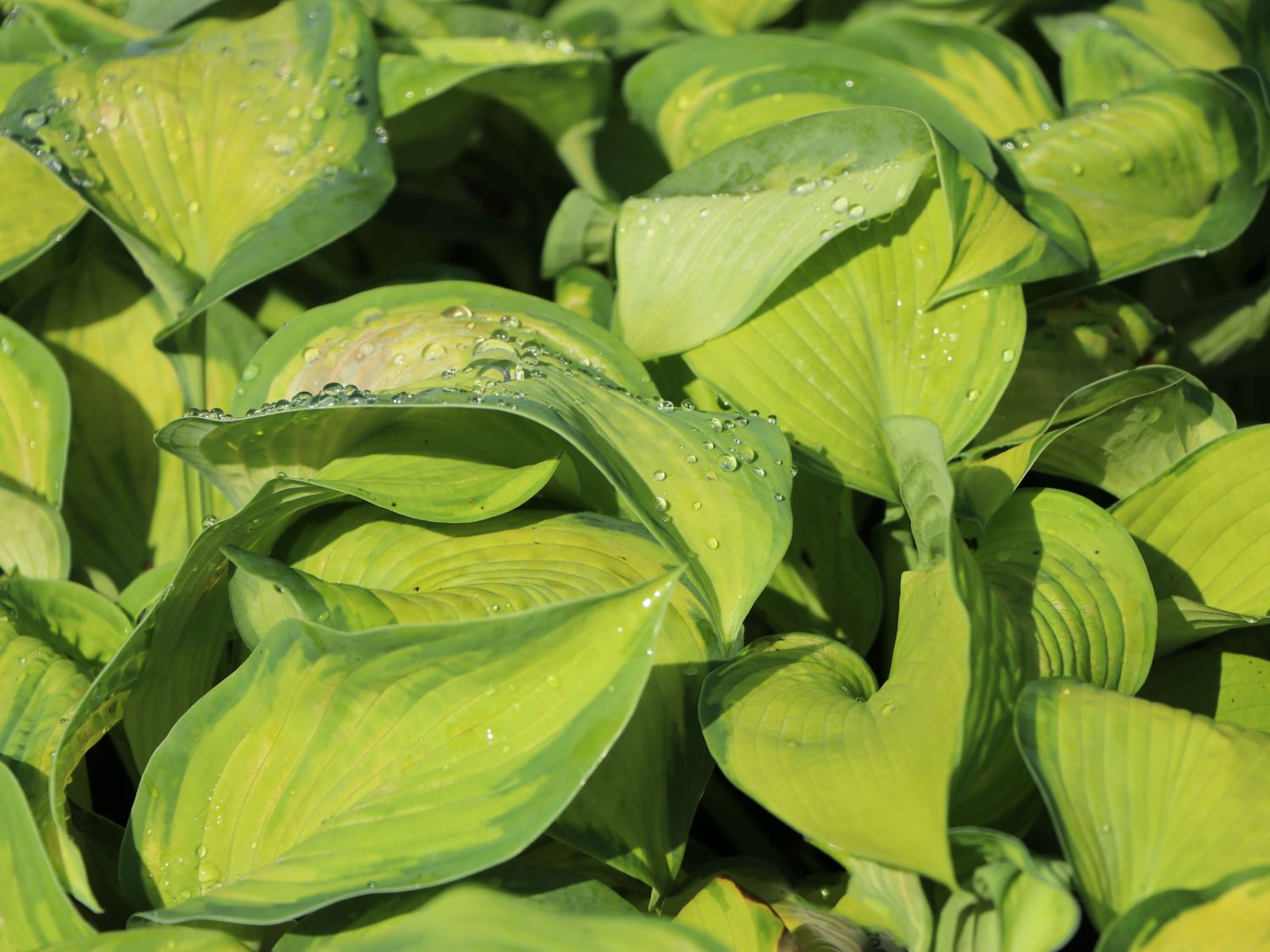 Großblättrige Funkie 'Color Glory'