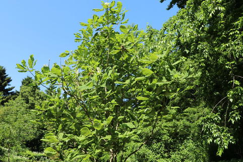 Großblättrige Magnolie - Magnolia macrophylla