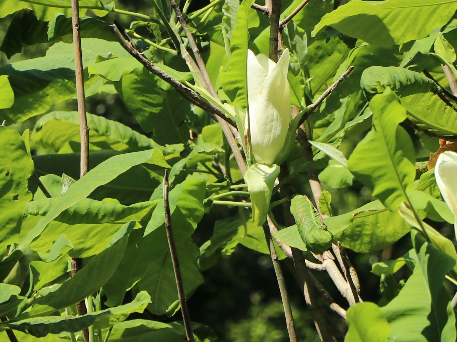 Großblättrige Magnolie - Magnolia macrophylla
