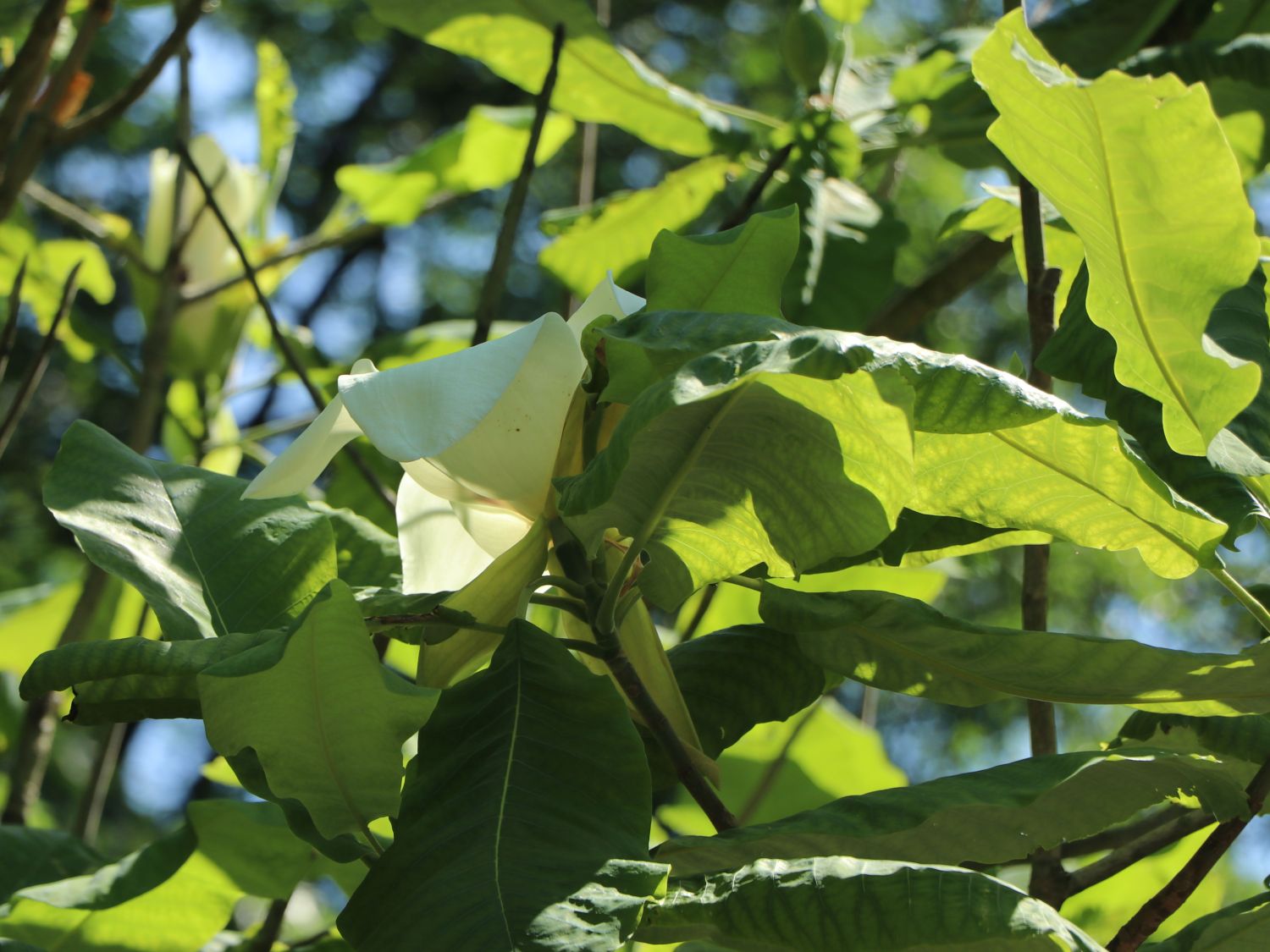 Großblättrige Magnolie - Magnolia macrophylla