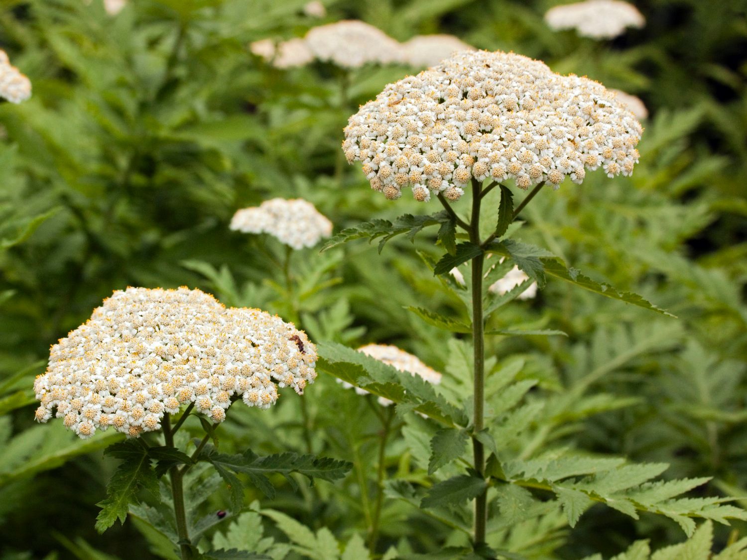 Großblättrige Wucherblume