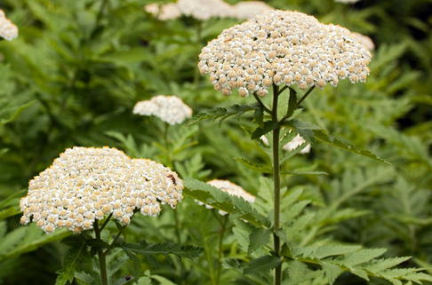 Großblättrige Wucherblume - Tanacetum macrophyllum