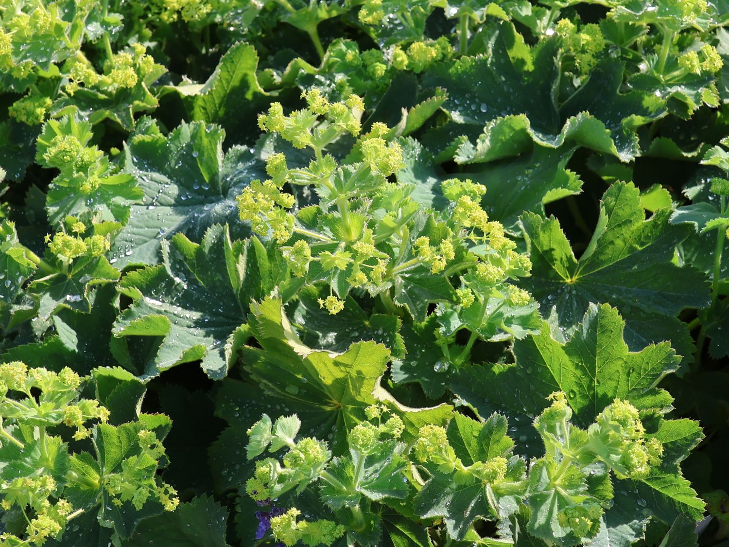 Großblättriger Frauenmantel 'Irish Silk'