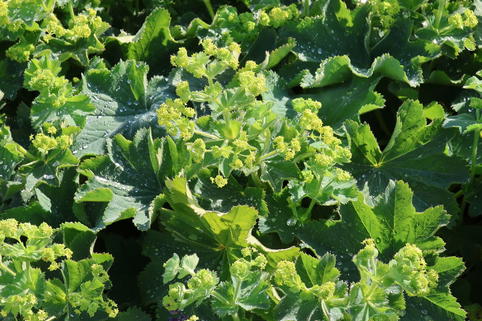 Großblättriger Frauenmantel 'Irish Silk' - Alchemilla mollis 'Irish Silk'