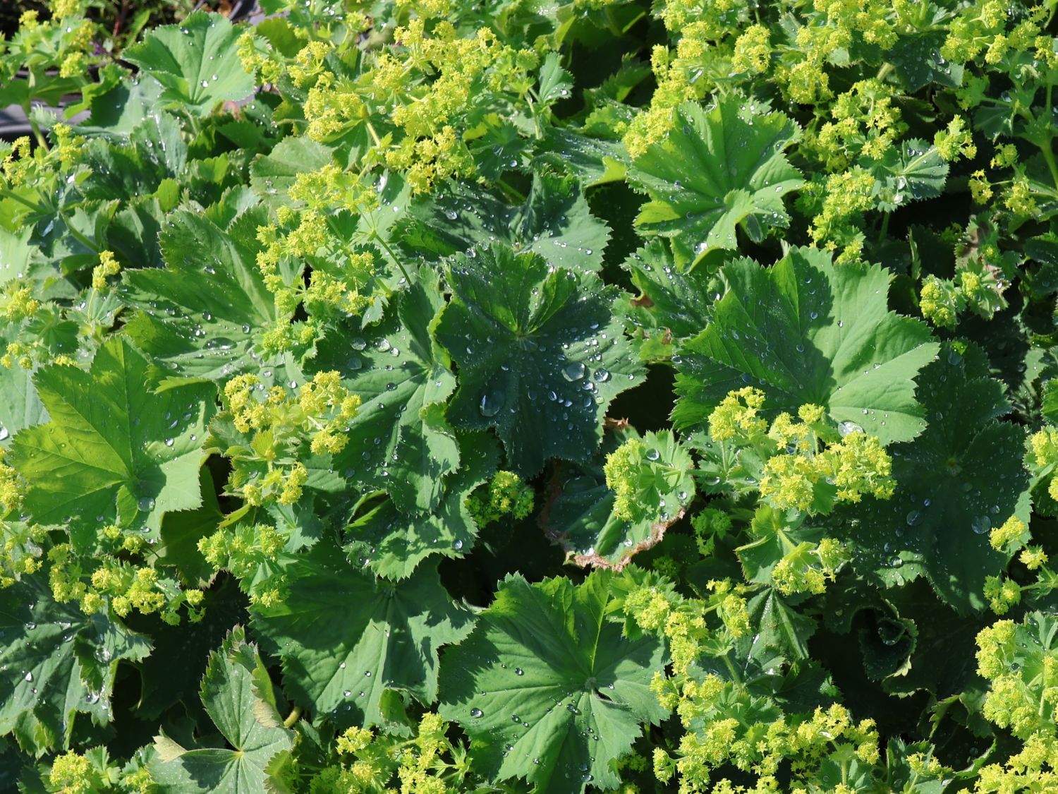 Großblättriger Frauenmantel 'Irish Silk' - Alchemilla mollis 'Irish Silk'
