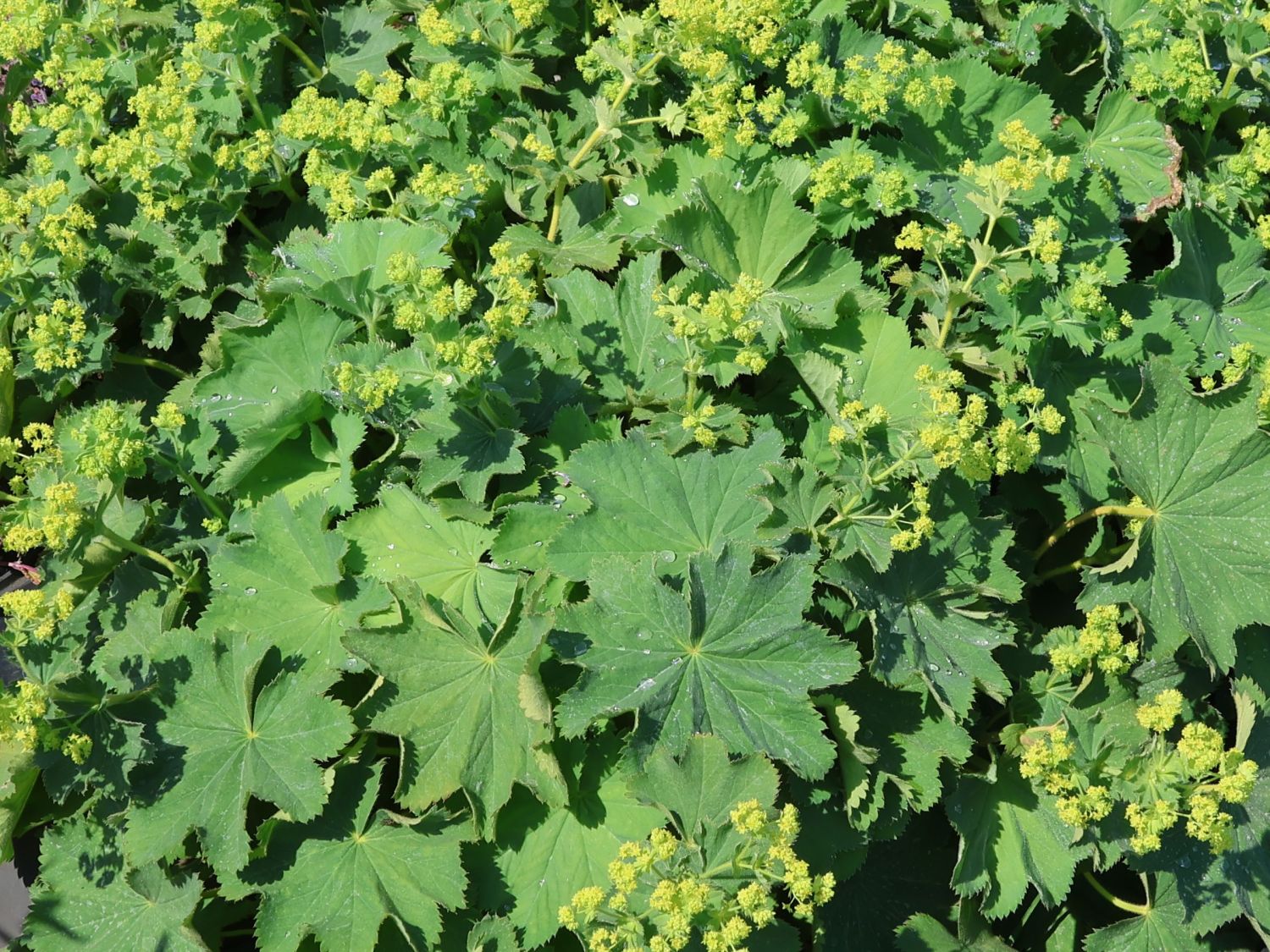 Großblättriger Frauenmantel 'Irish Silk' - Alchemilla mollis 'Irish Silk'