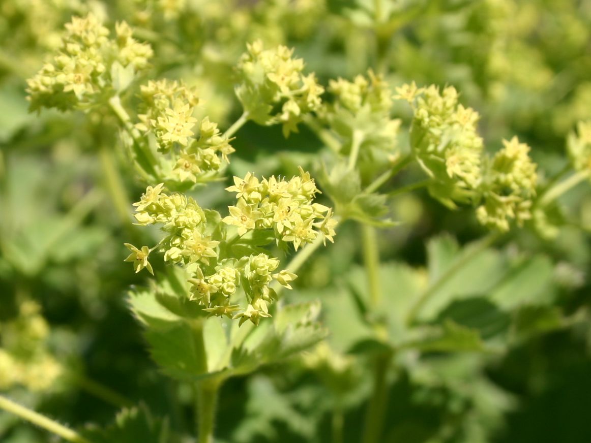 Großblättriger Frauenmantel - Alchemilla mollis
