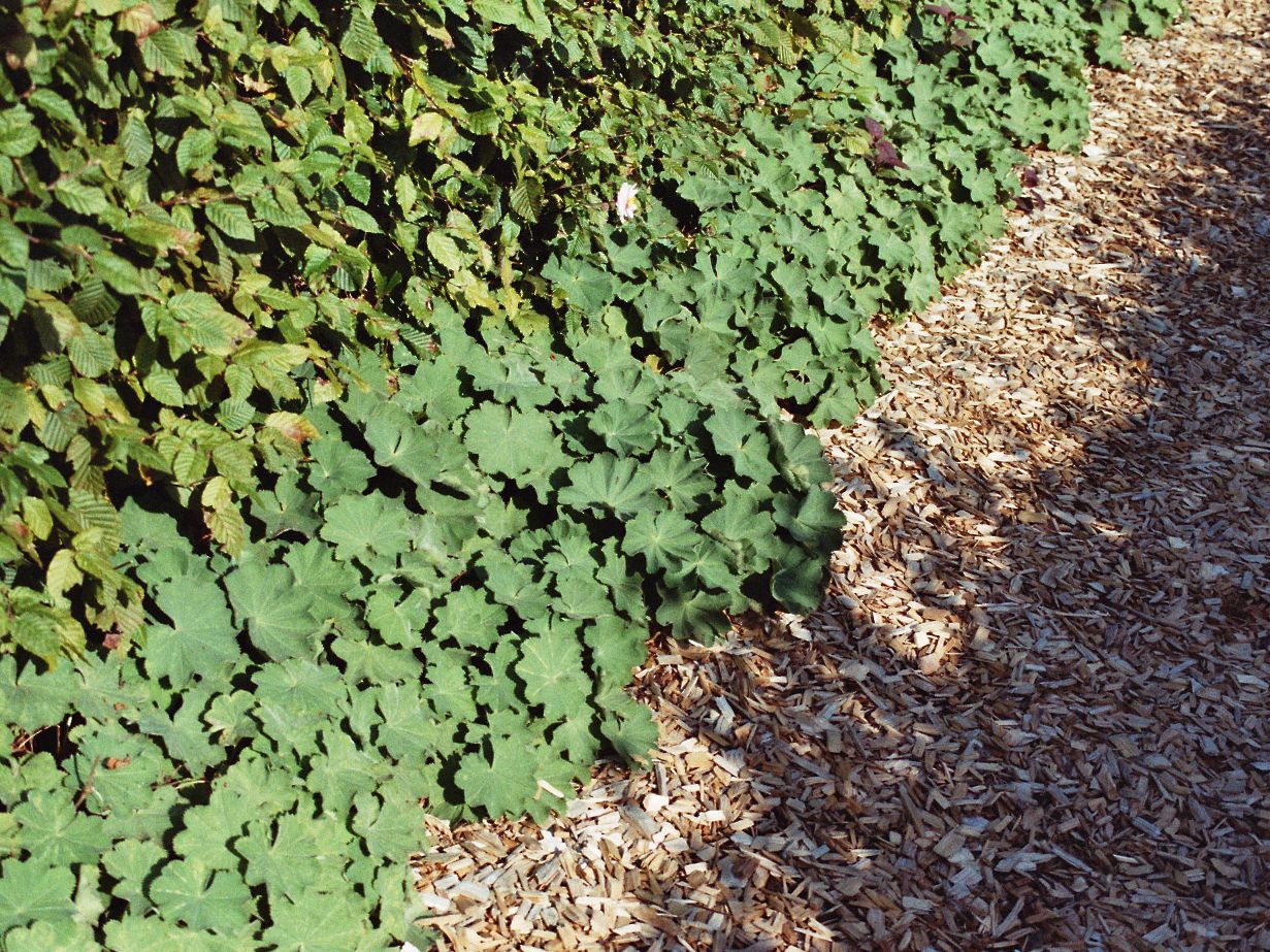 Großblättriger Frauenmantel - Alchemilla mollis