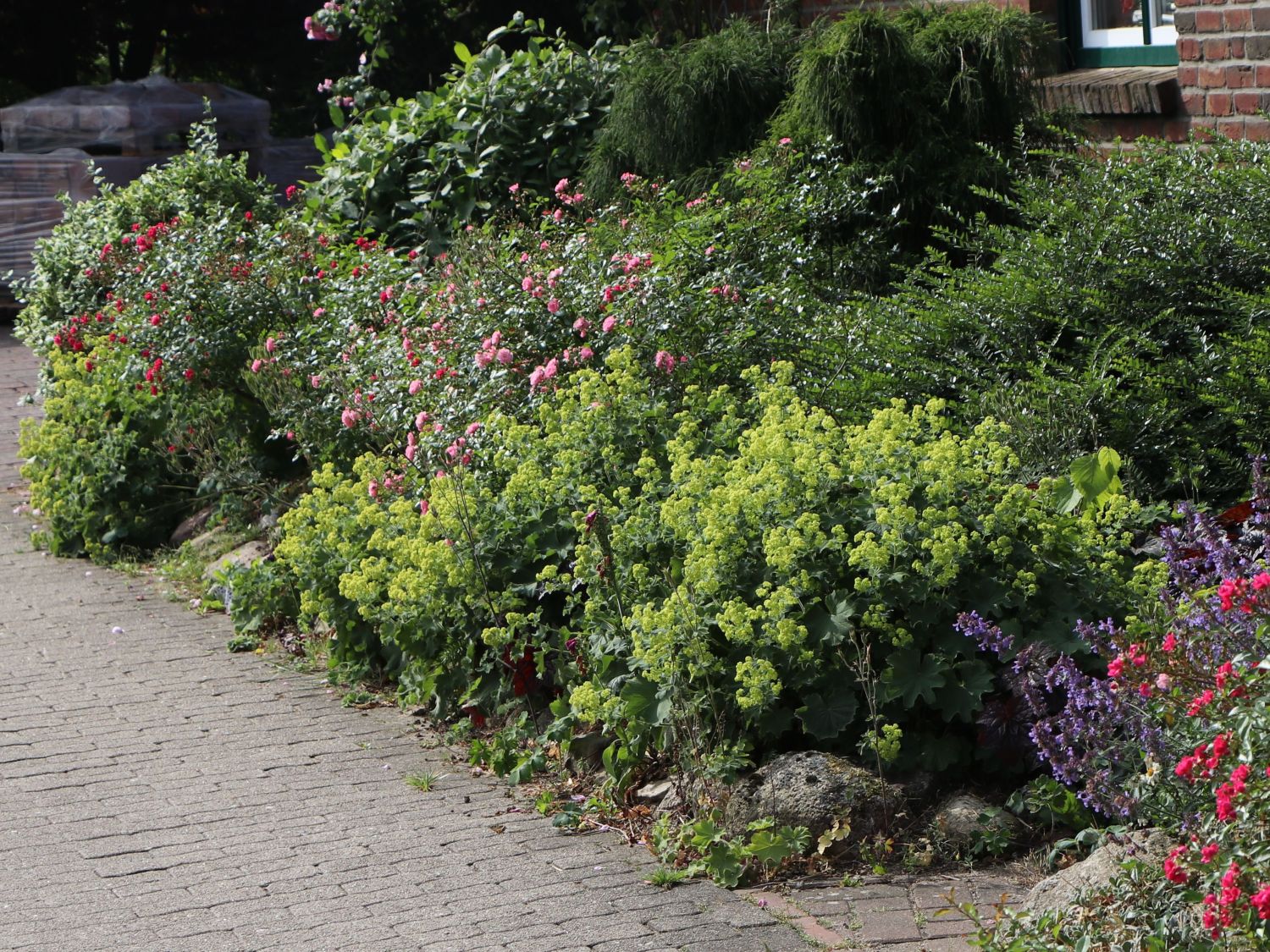 Großblättriger Frauenmantel - Alchemilla mollis