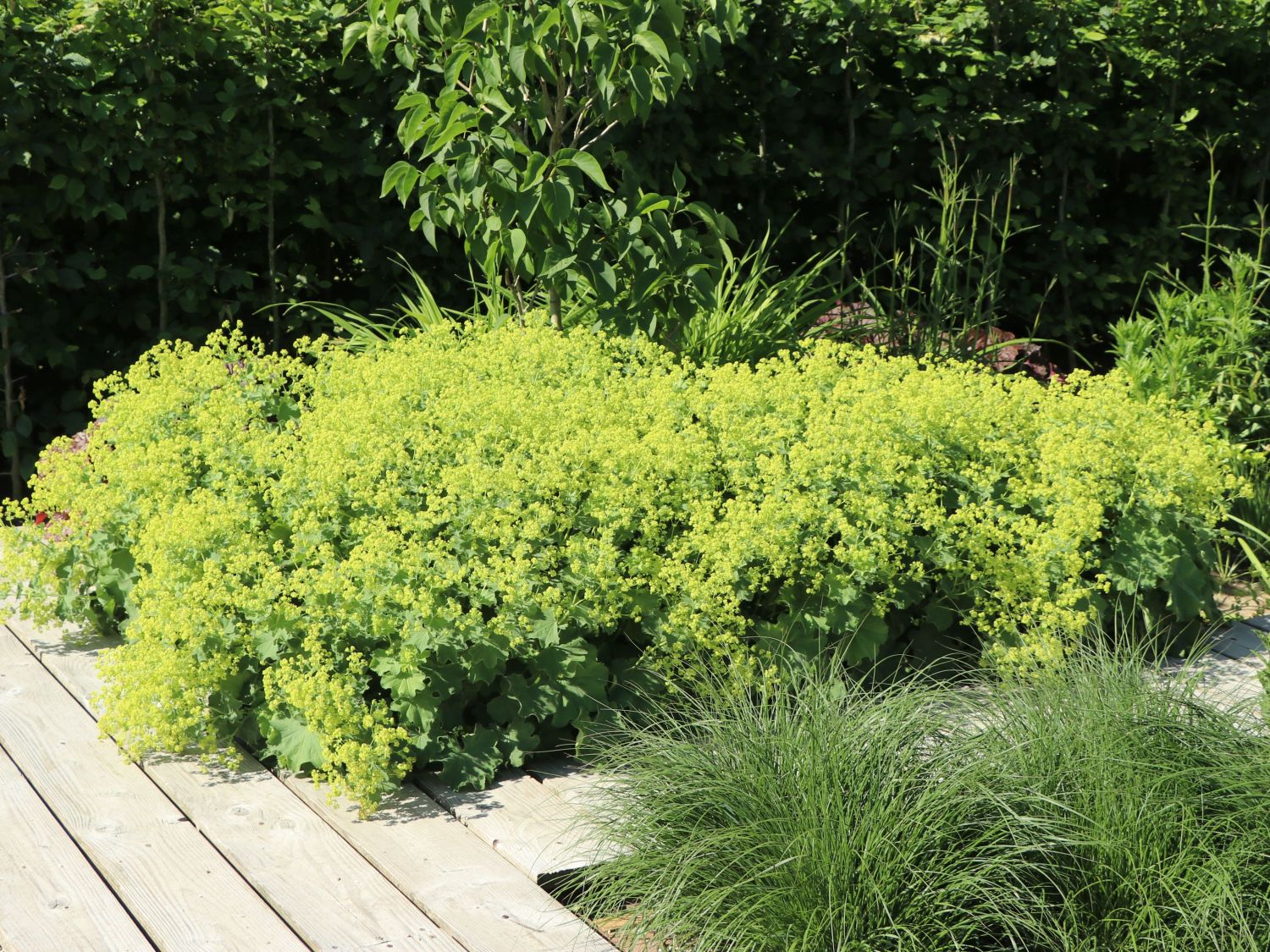 Großblättriger Frauenmantel - Alchemilla mollis