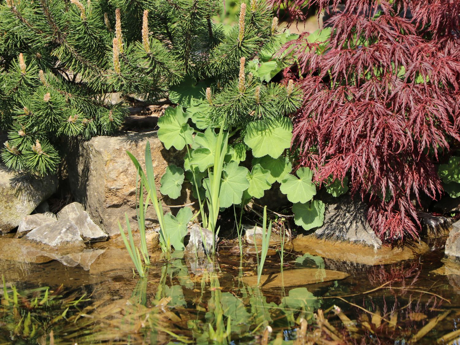 Großblättriger Frauenmantel - Alchemilla mollis