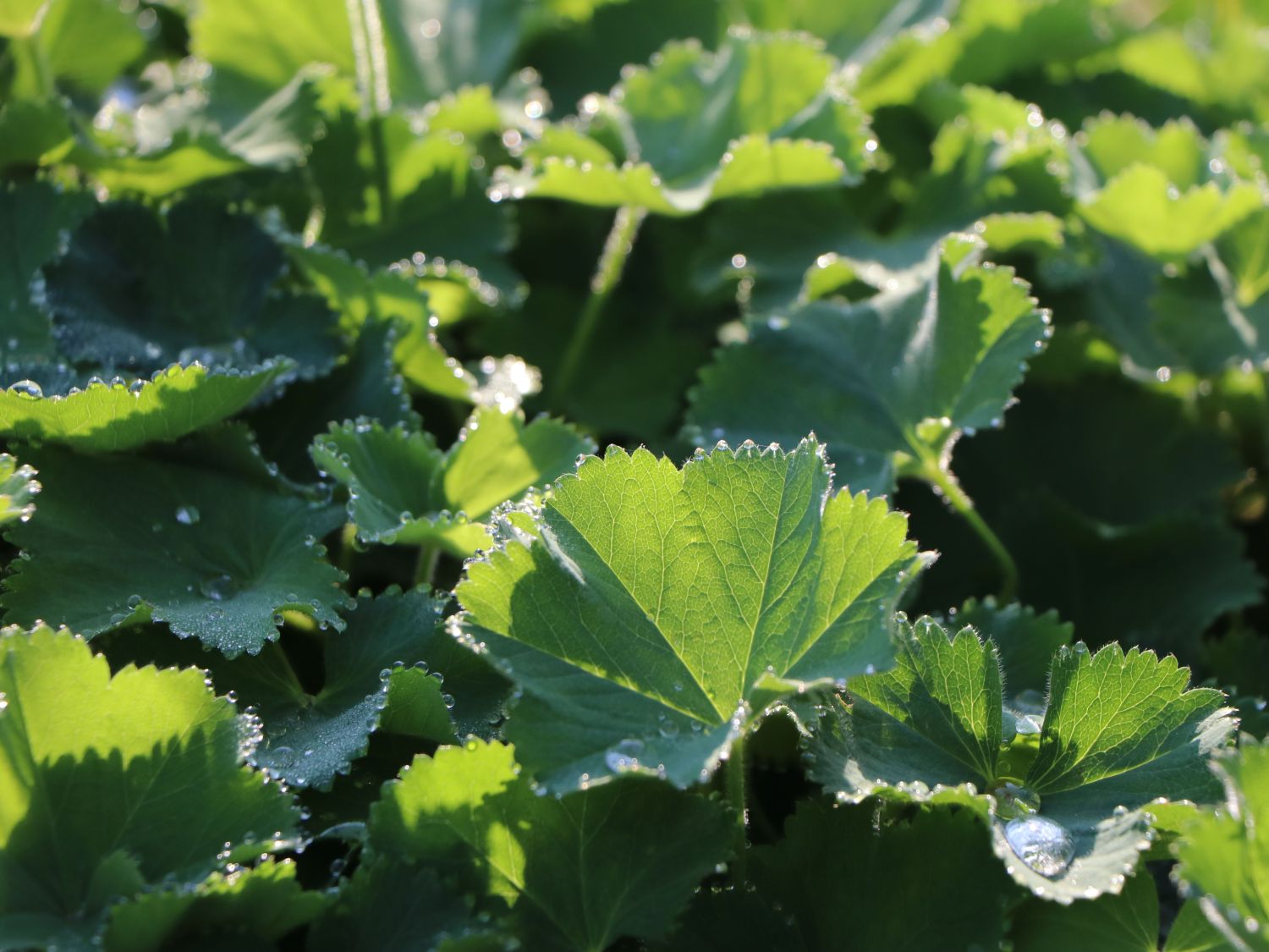 Großblättriger Frauenmantel - Alchemilla mollis