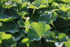 Großblättriger Frauenmantel - Alchemilla mollis