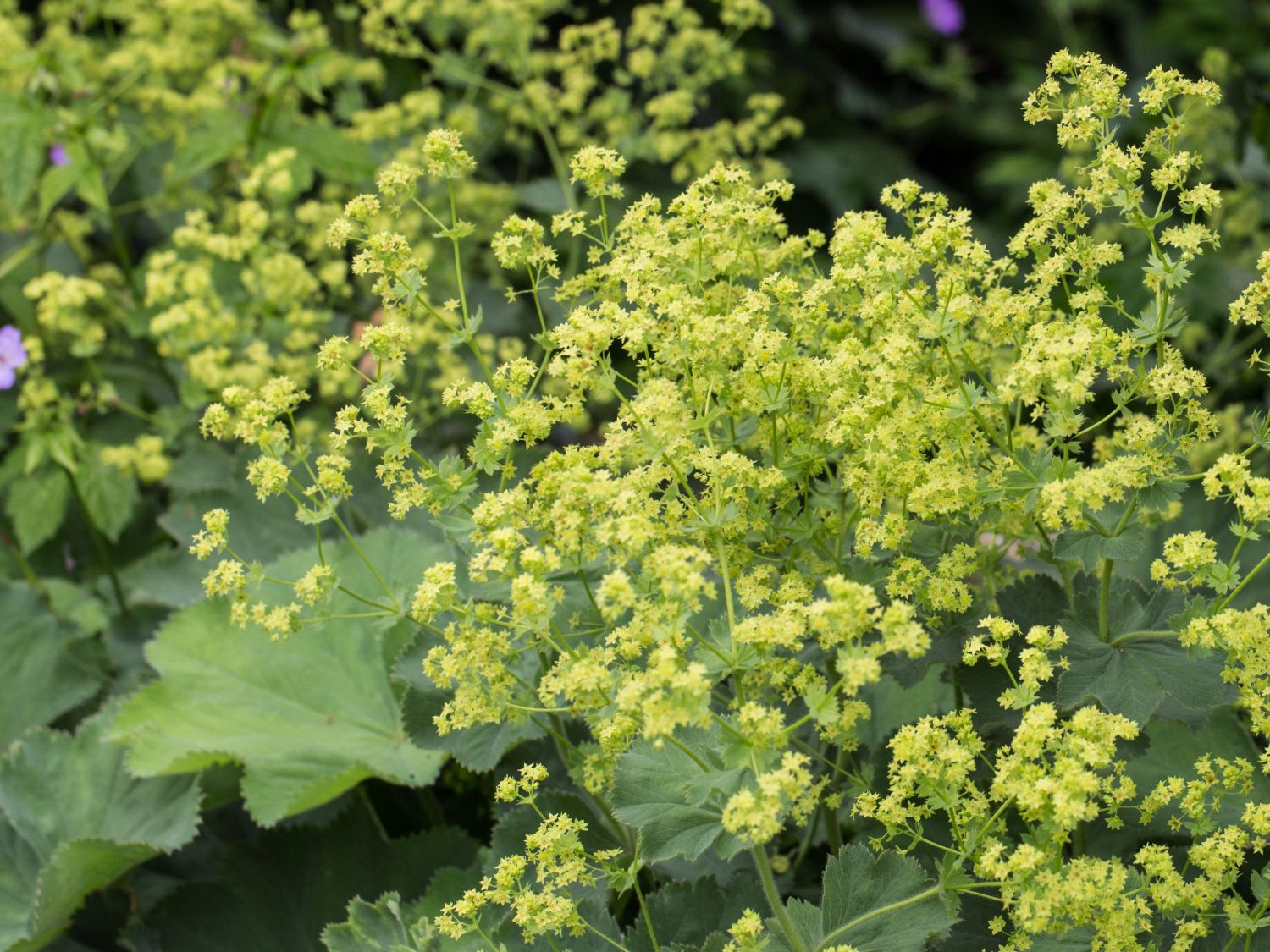 Großblättriger Frauenmantel - Alchemilla mollis
