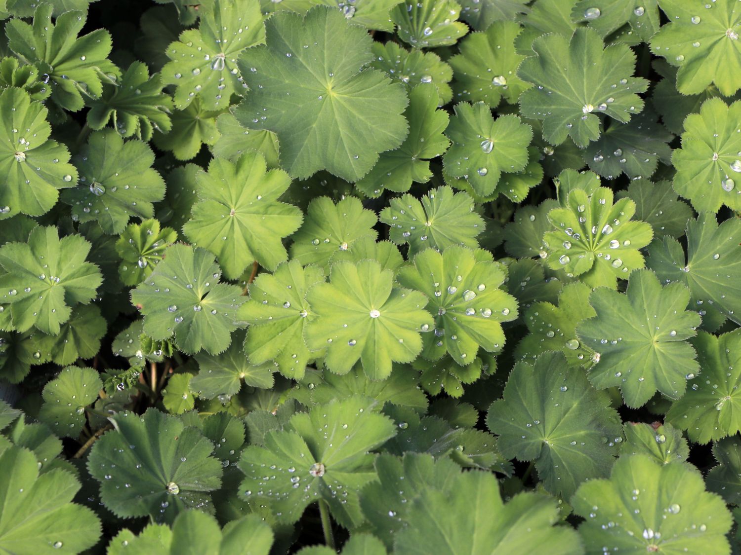 Großblättriger Frauenmantel - Alchemilla mollis
