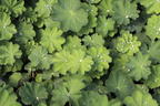 Großblättriger Frauenmantel - Alchemilla mollis