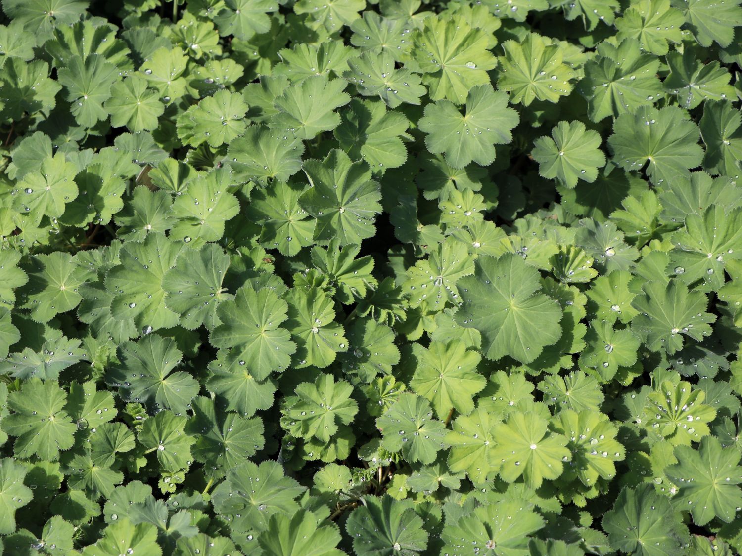 Großblättriger Frauenmantel - Alchemilla mollis