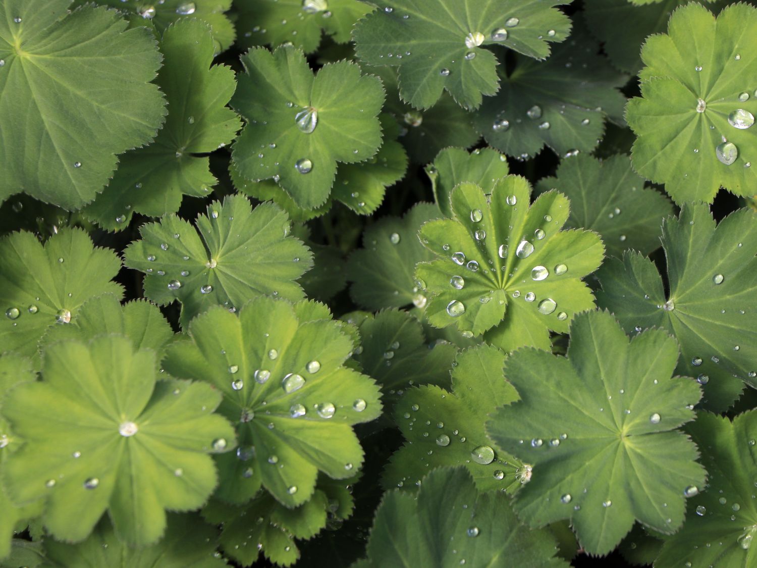 Großblättriger Frauenmantel - Alchemilla mollis
