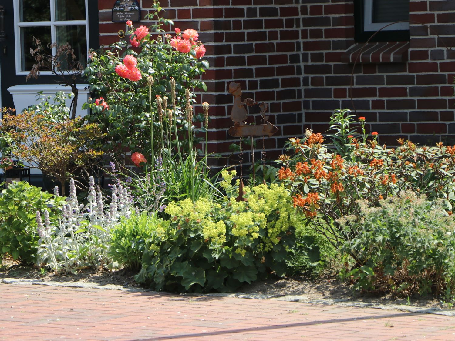 Großblättriger Frauenmantel - Alchemilla mollis