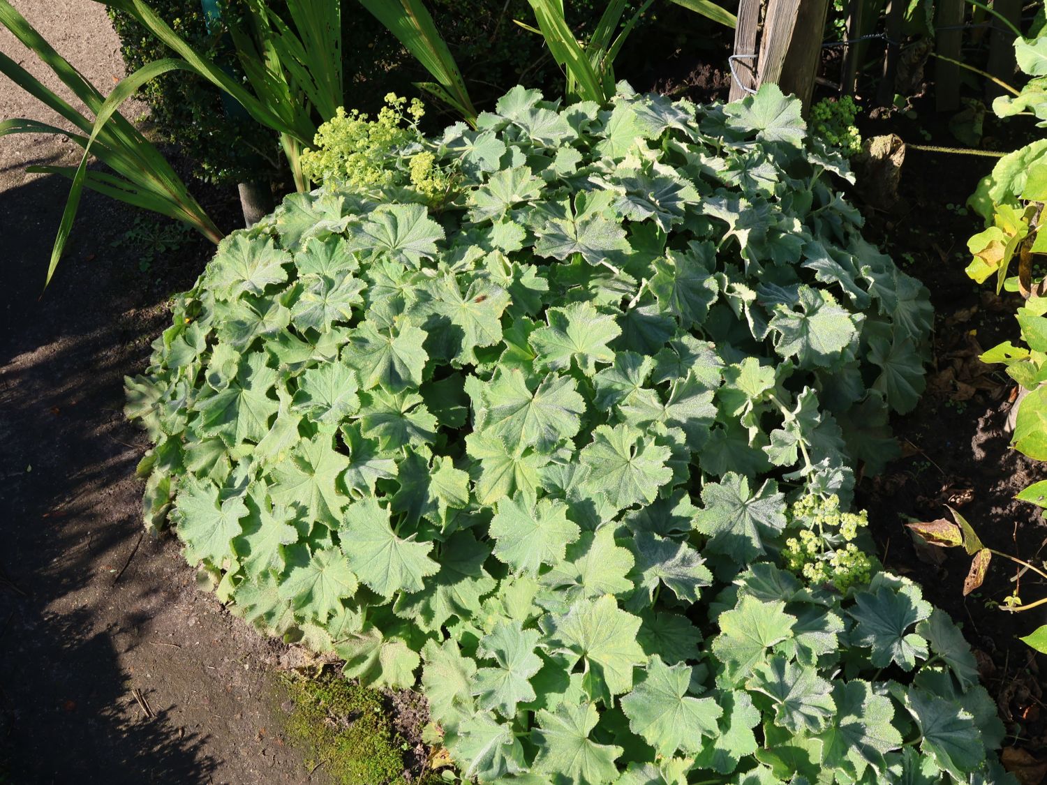 Großblättriger Frauenmantel 'Robustica'