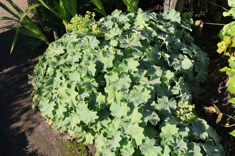 Großblättriger Frauenmantel 'Robustica' - Alchemilla mollis 'Robustica'