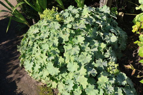 Großblättriger Frauenmantel 'Robustica' - Alchemilla mollis 'Robustica'