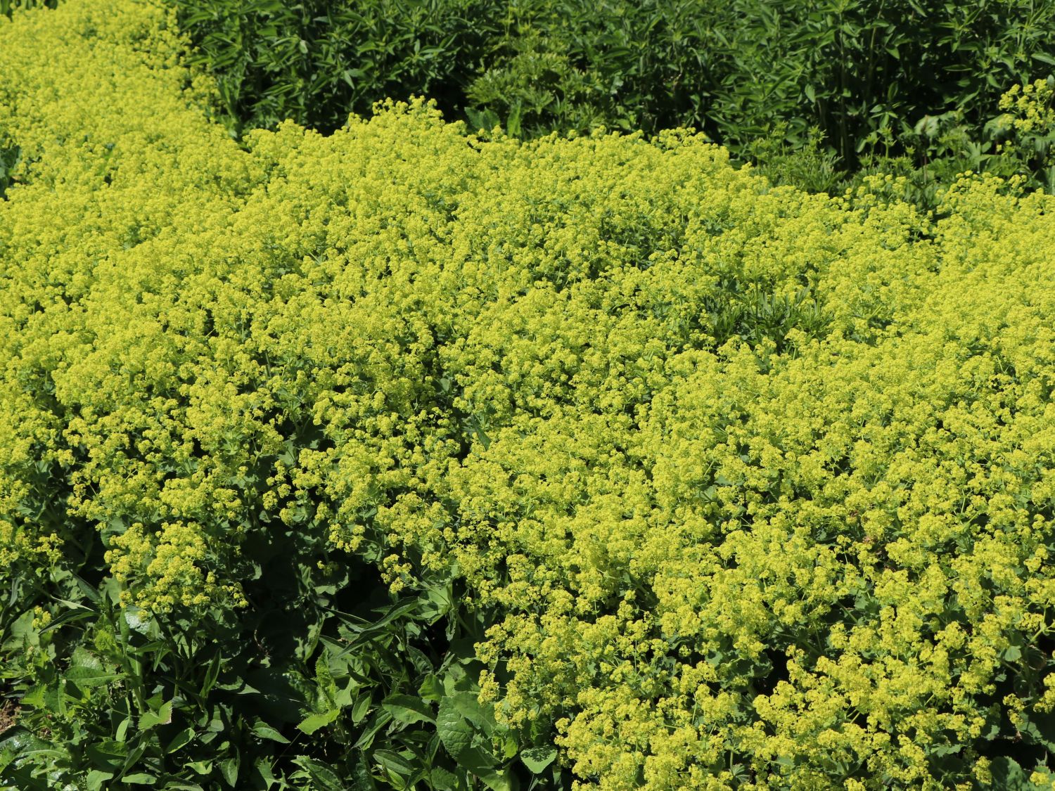 Großblättriger Frauenmantel 'Thriller' - Alchemilla mollis 'Thriller'