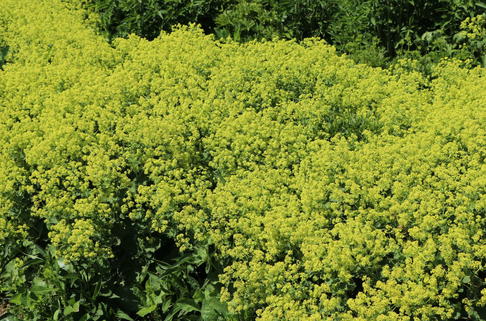 Großblättriger Frauenmantel 'Thriller' - Alchemilla mollis 'Thriller'