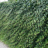 Großblättriger Irischer Efeu - Hedera hibernica