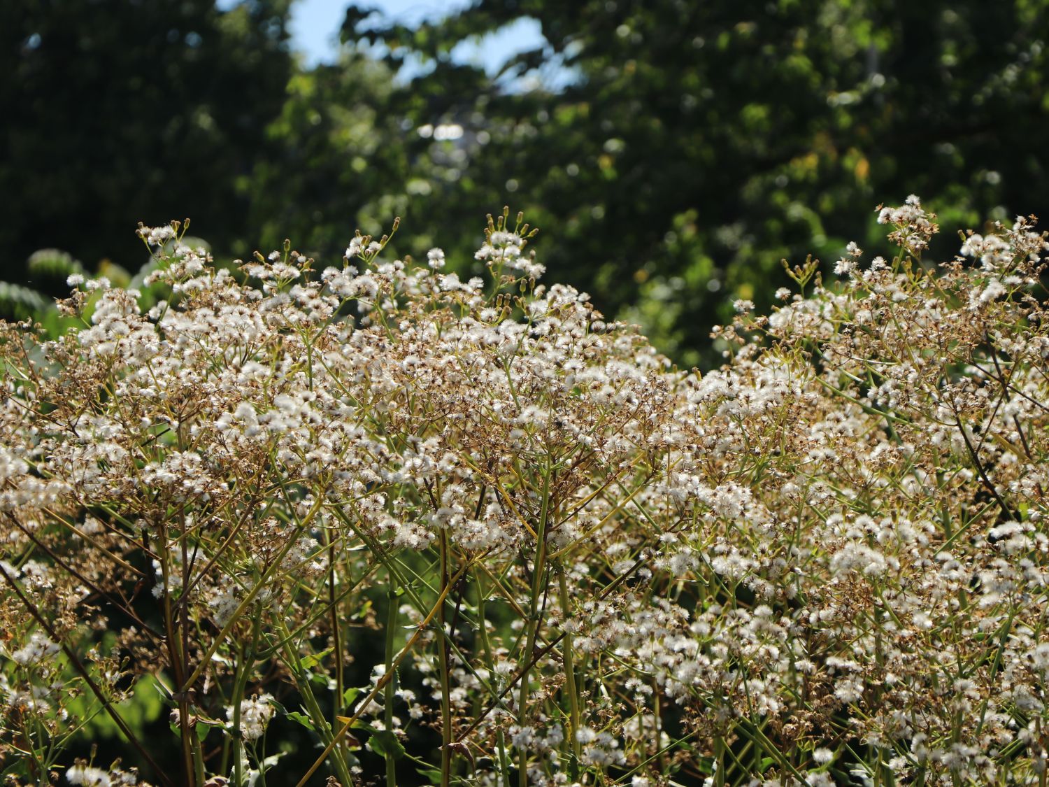 Greiskräuter (Senecio)