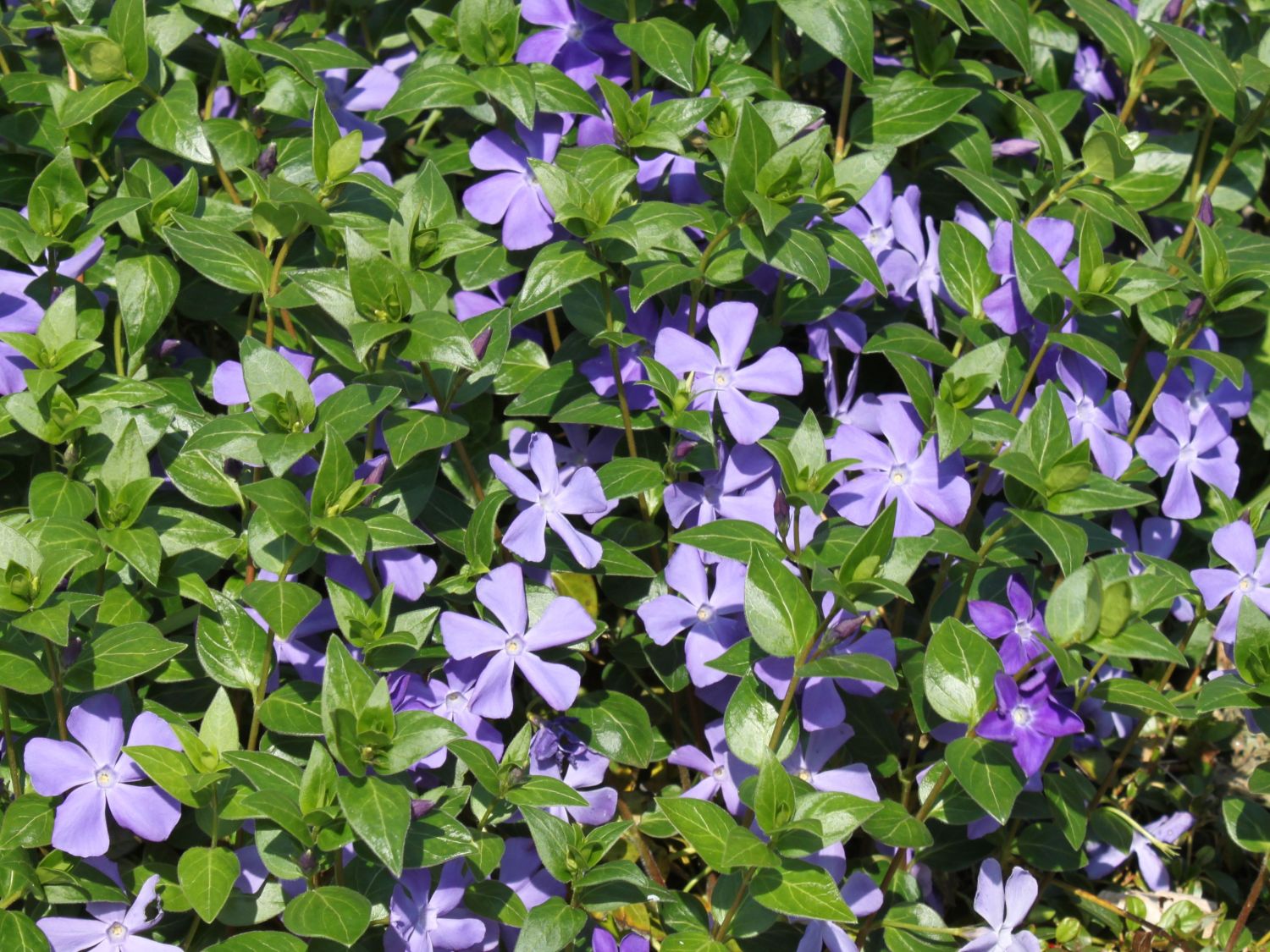 Enzianartige (Gentianales)