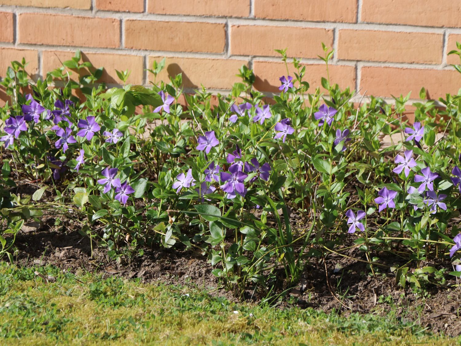 Hundsgiftgewächse (Apocynaceae)