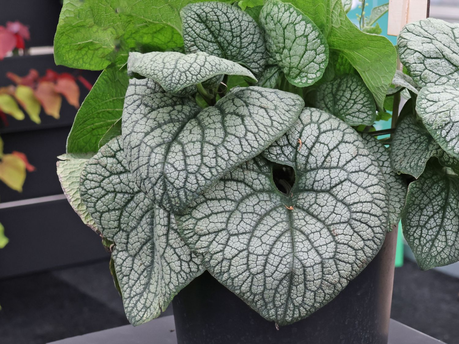 Großblättriges Kaukasusvergissmeinnich 'Jack of Diamonds'