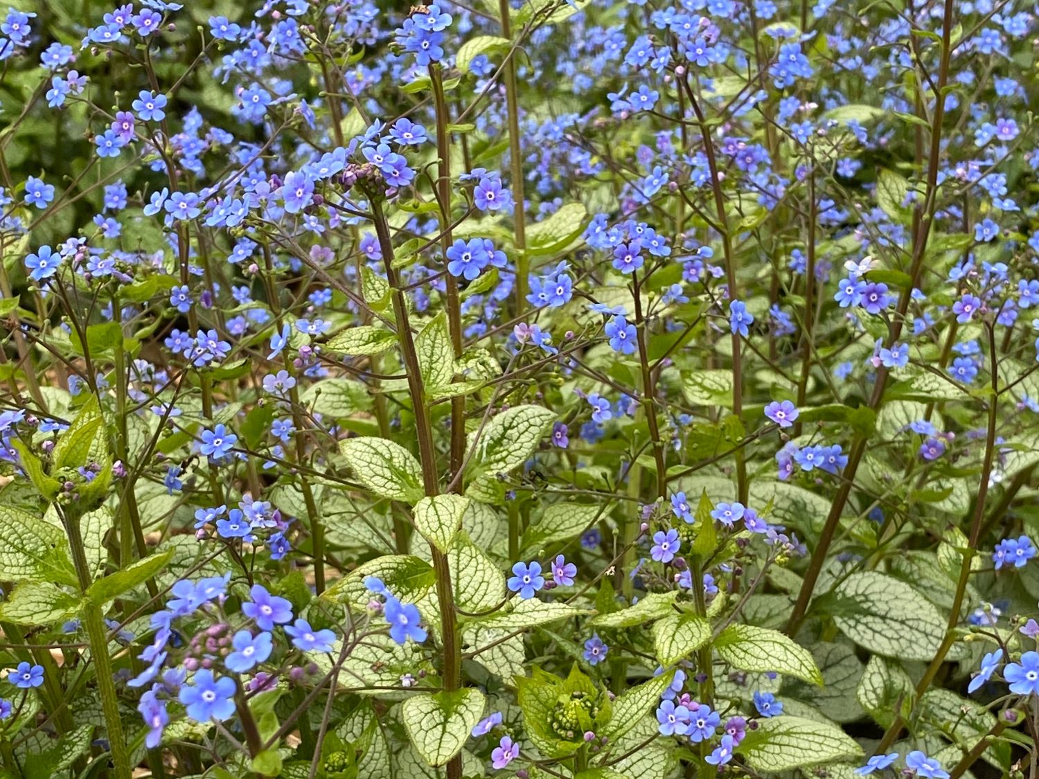 Großblättriges Kaukasusvergissmeinnicht 'Alexandria'