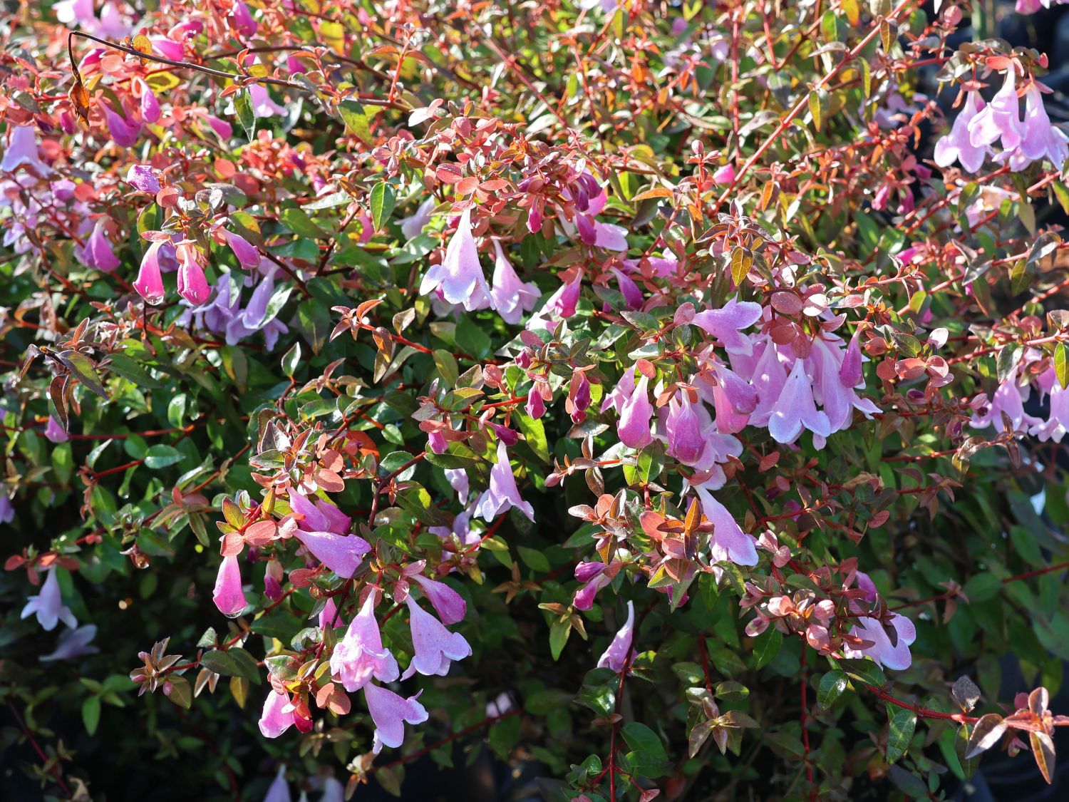 Abelien (Abelia)