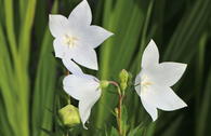 Großblütige Ballonblume 'Albus'