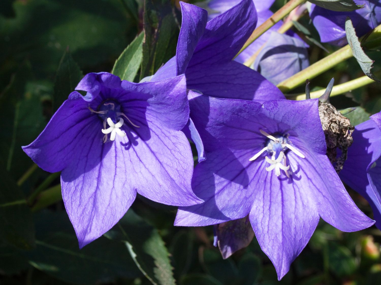 Platycodon (Platycodon)