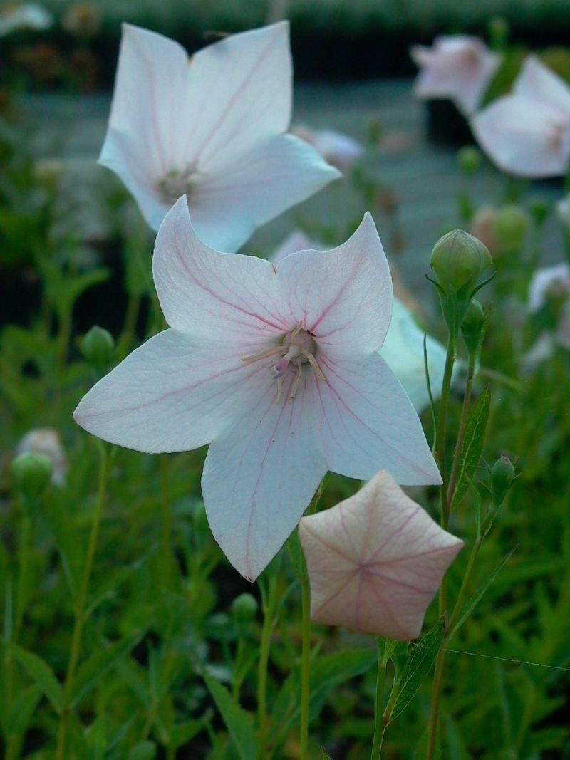 Großblütige Ballonglocke 'Fuji Pink'