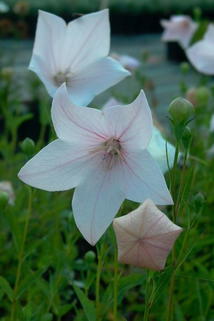 Großblütige Ballonglocke 'Fuji Pink' - Platycodon grandiflorus 'Fuji Pink'