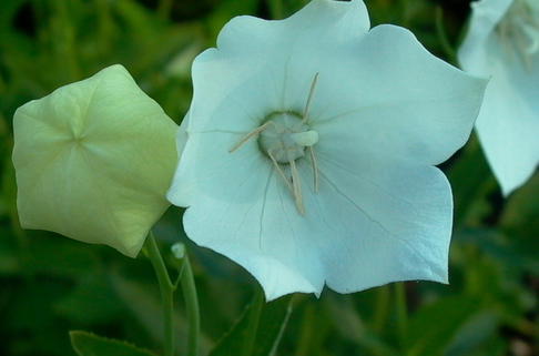 Großblütige Ballonglocke 'Fuji White' - Platycodon grandiflorus 'Fuji White'