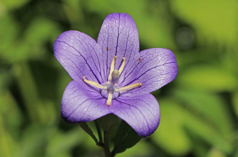 Großblütige Ballonglocke - Platycodon grandiflorus