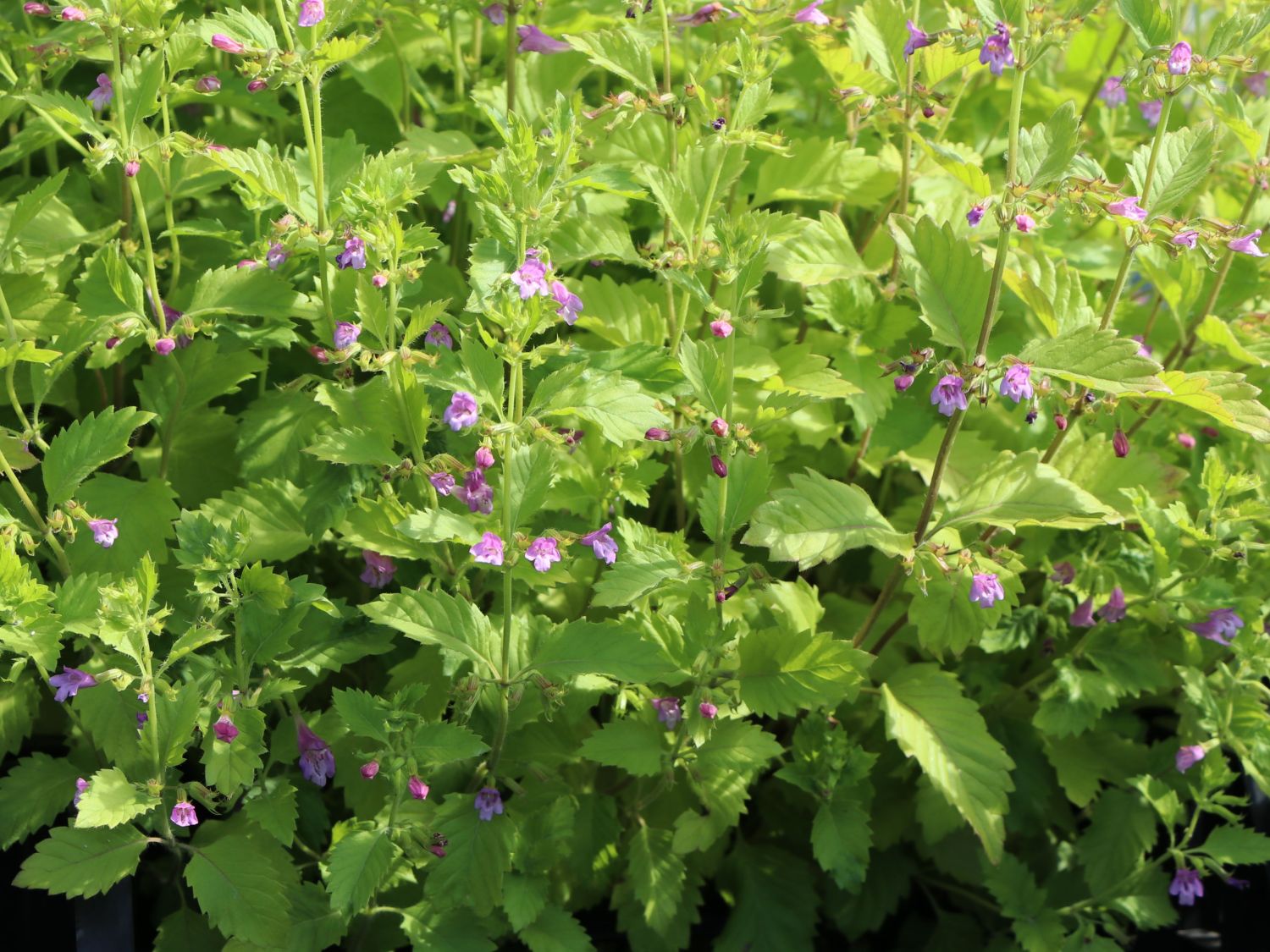 Großblütige Bergminze - Calamintha grandiflora