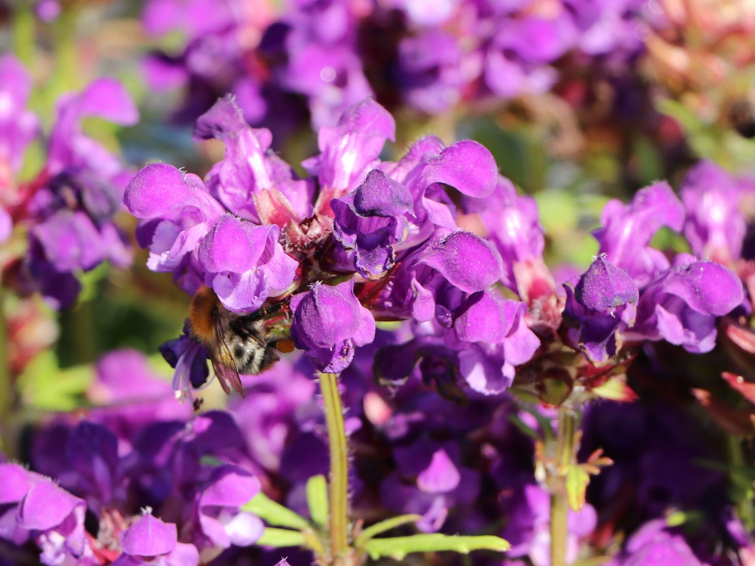 Großblütige Braunelle 'Bella Blue' - Prunella grandiflora 'Bella Blue'