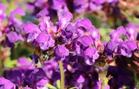 Großblütige Braunelle 'Bella Blue'